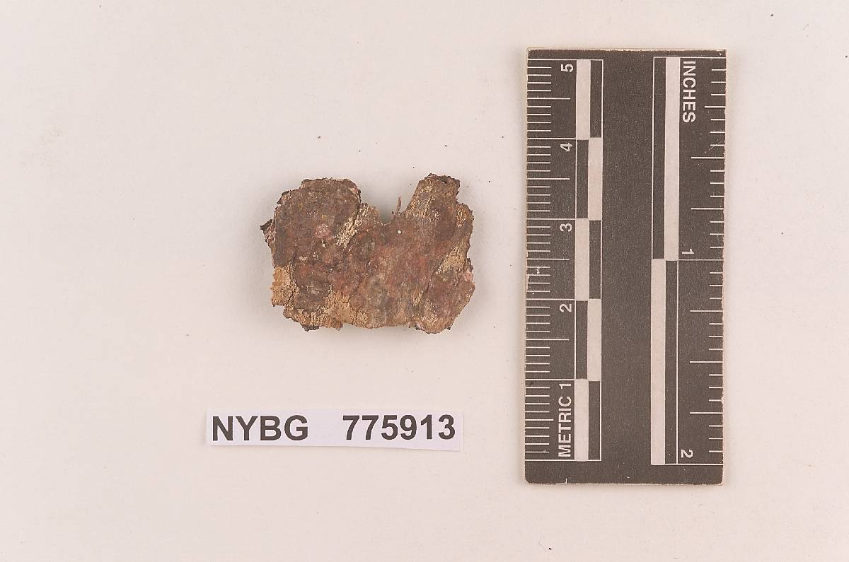 Gloeocystidium sernanderi image