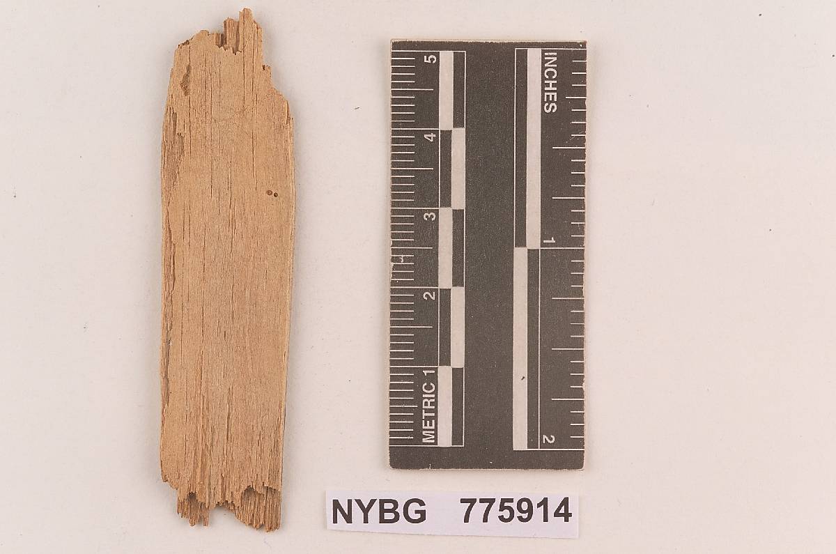 Phlebia tristis image