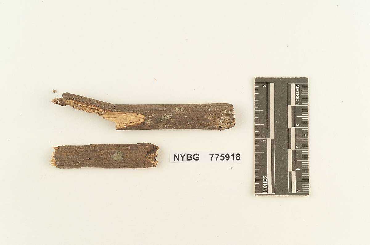 Maireina stevensonii image