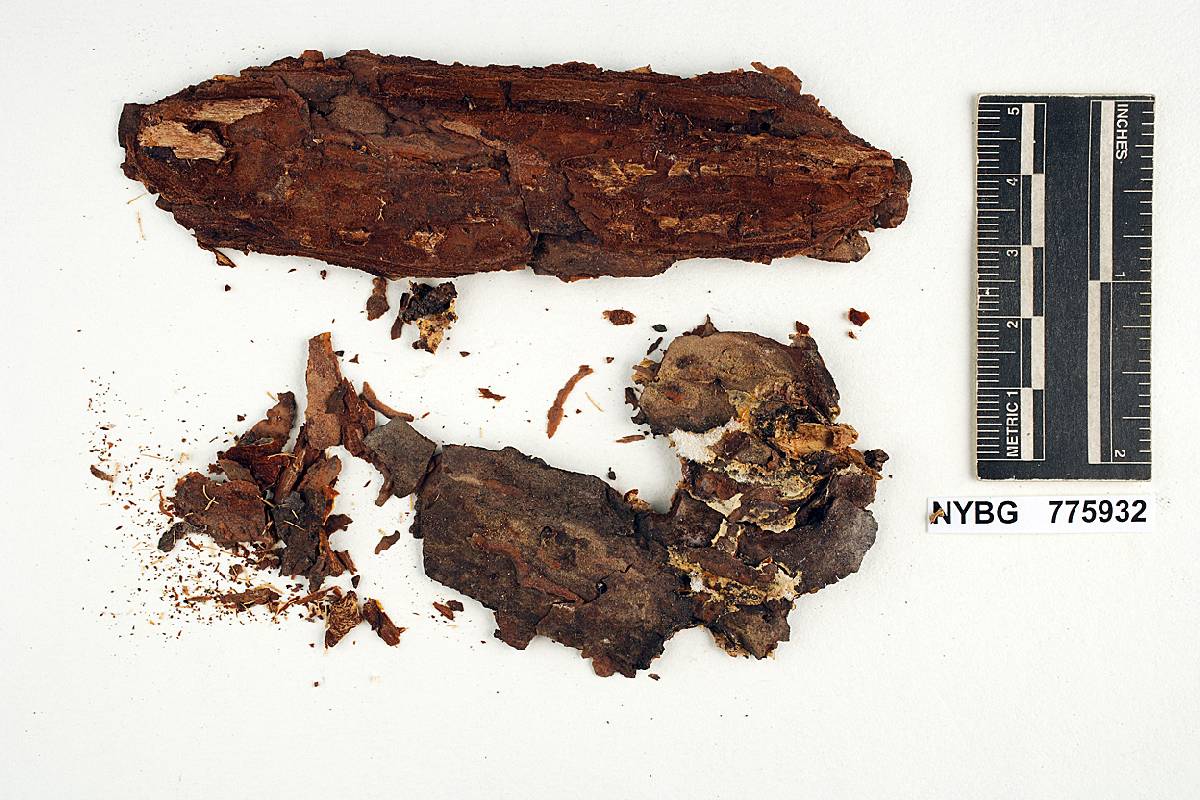 Merulius ambiguus image