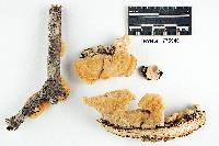 Byssomerulius corium image