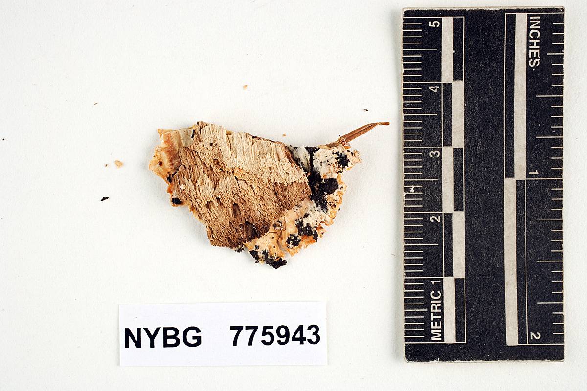 Merulius pilosus image