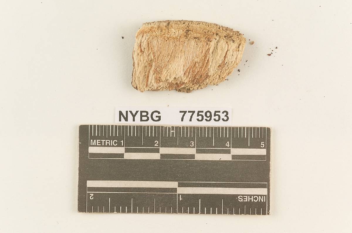Botryobasidium lembosporum image