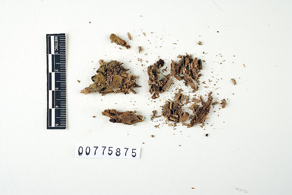 Zygodesmus indigoferus image