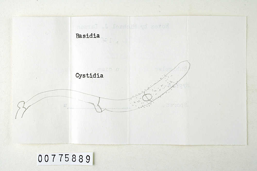 Zygodesmus pubidus image