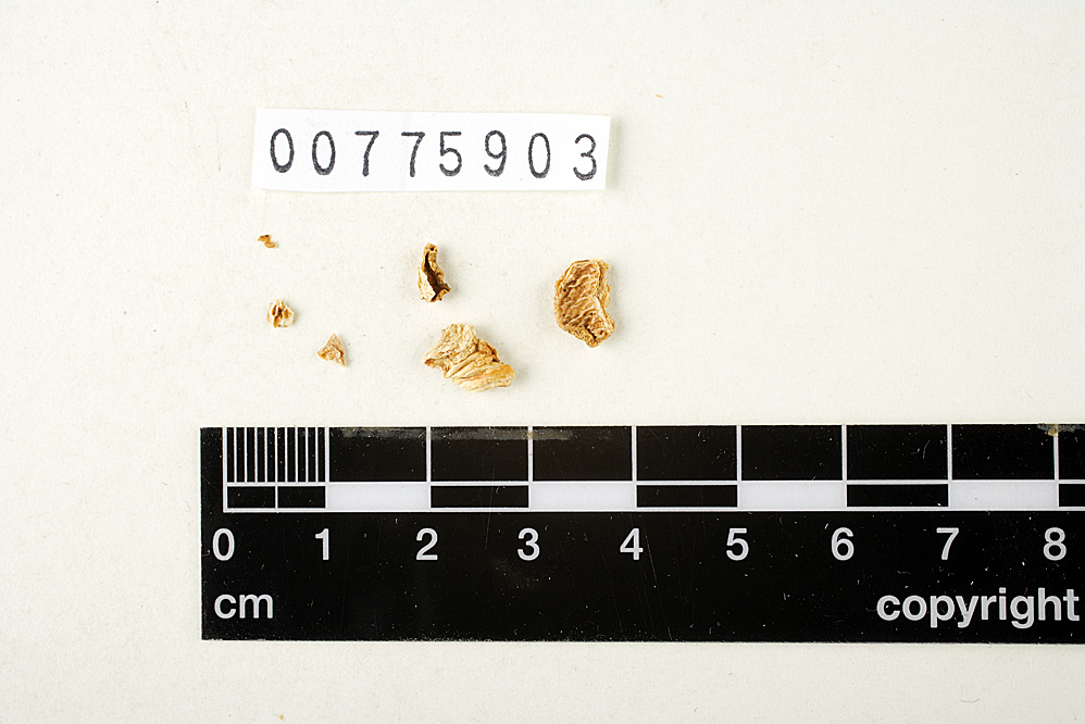 Cantharellus bonarii image