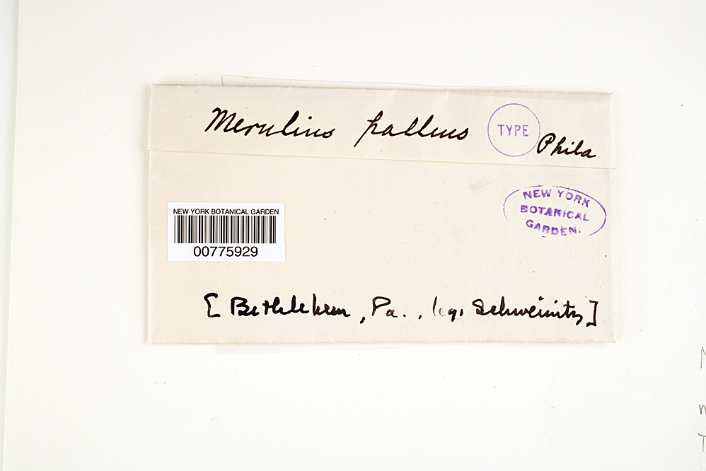 Merulius pallens image