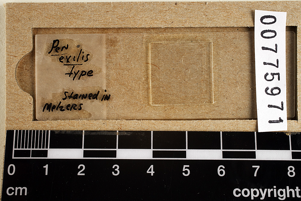 Phanerochaete exilis image