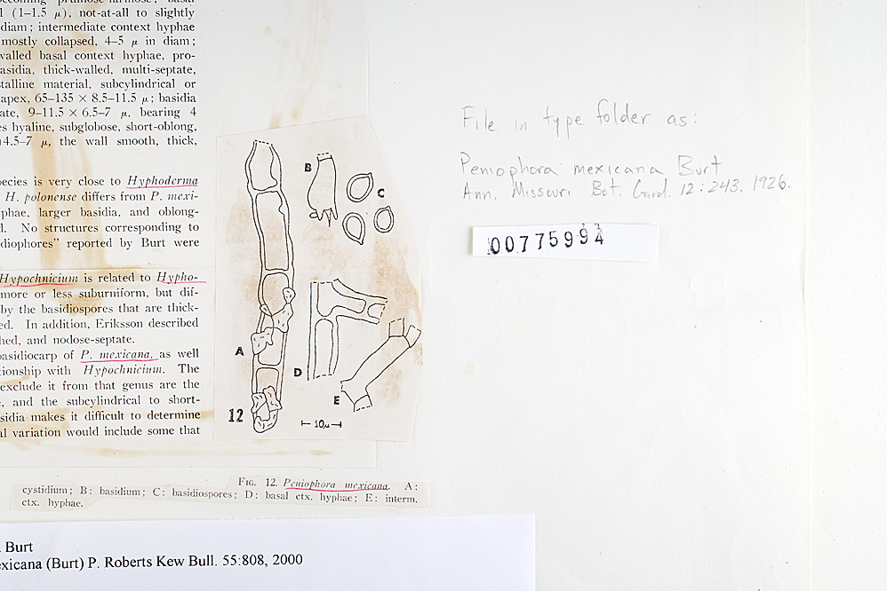 Candelabrochaete image