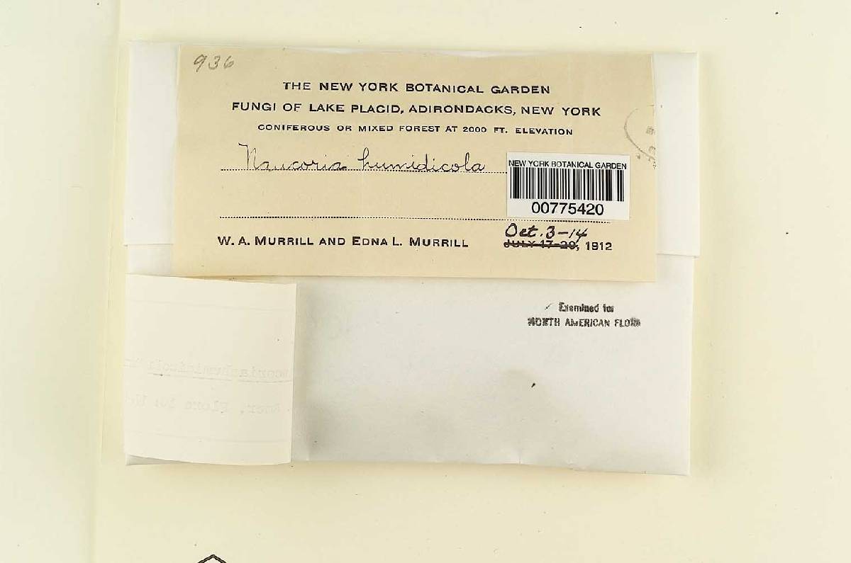 Naucoria humidicola image