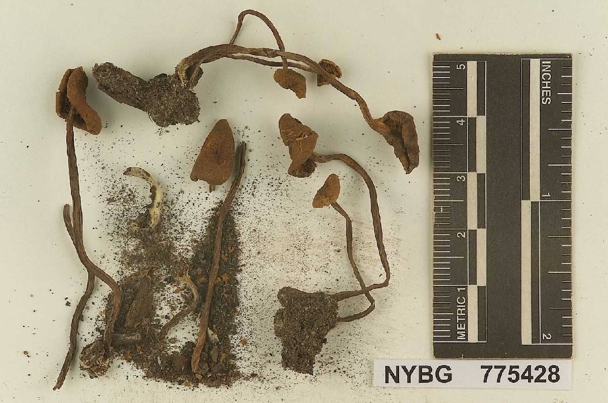Naucoria washingtonensis image