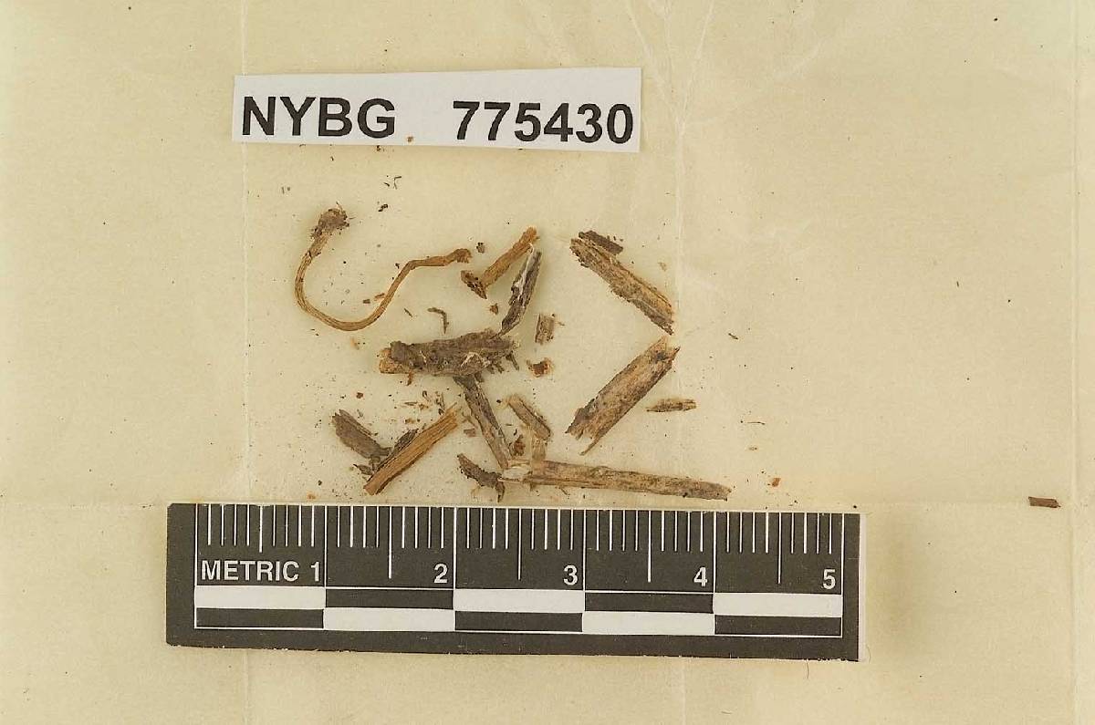 Naucoria sacchari image