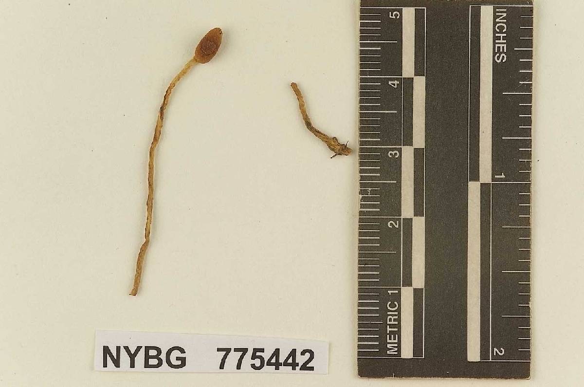 Naucoria scirpicola image