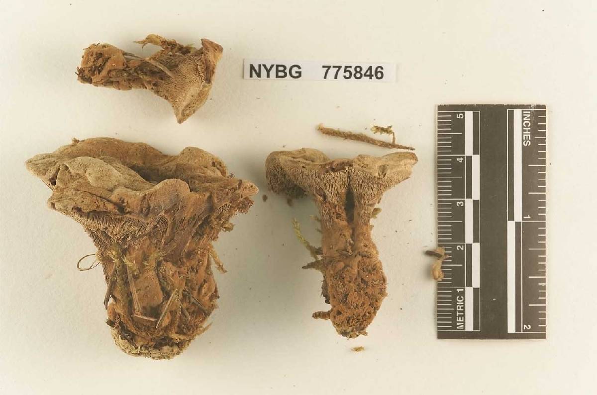 Hydnellum coalitum image