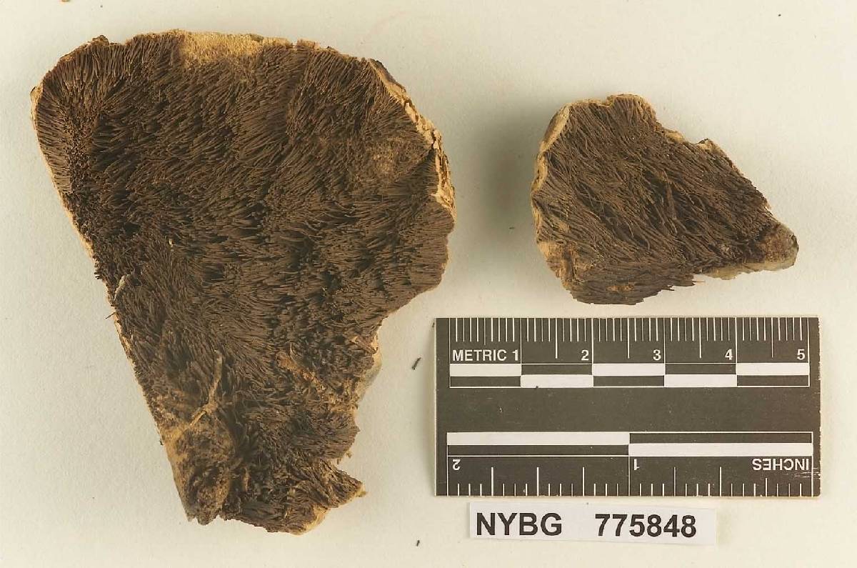 Hydnellum rickerii image