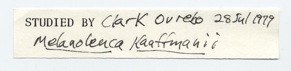 Melanoleuca kauffmanii image