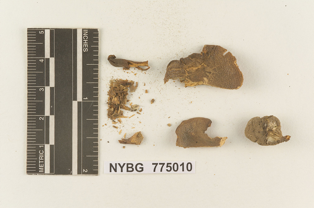 Melanoleuca praecox image