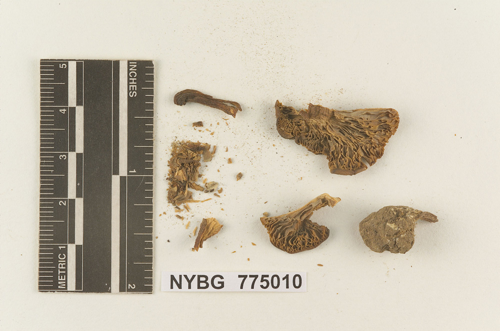 Melanoleuca praecox image