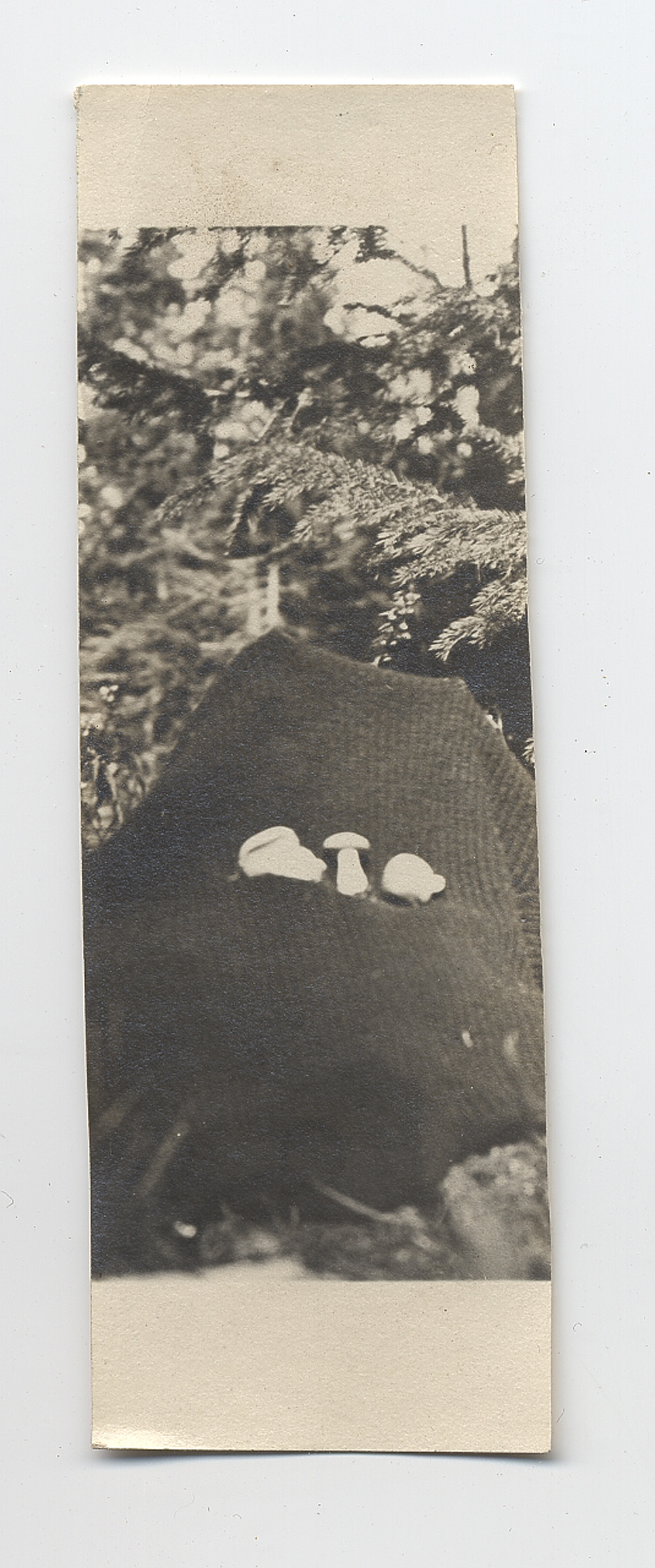 Melanoleuca robinsoniae image