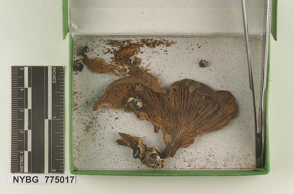 Melanoleuca rudericola image
