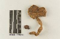 Melanoleuca secedifolia image