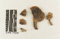 Melanoleuca subacida image