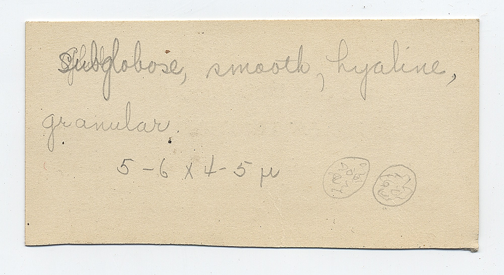 Melanoleuca subacida image