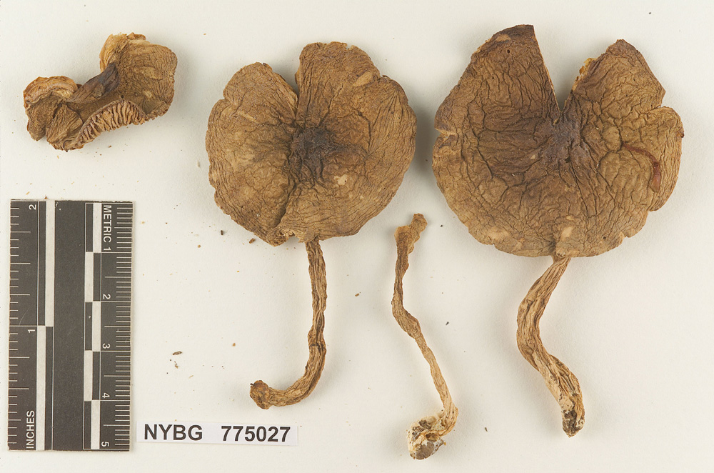 Melanoleuca subpessundata image