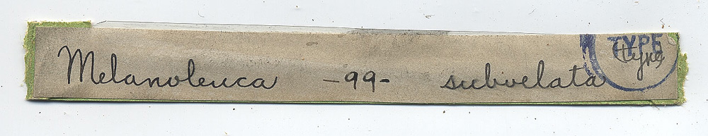 Melanoleuca subvelata image