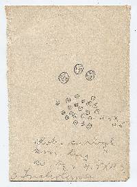 Melanoleuca tenuipes image