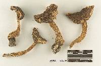 Melanoleuca californica image