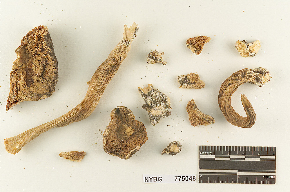 Melanoleuca californica image