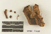 Melanoleuca submulticeps image