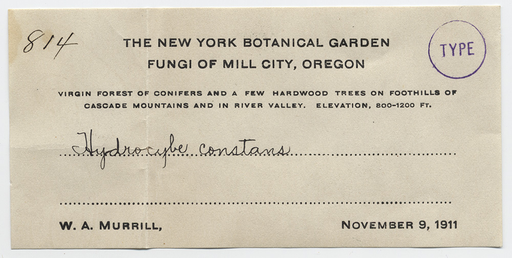 Hydrocybe constans image