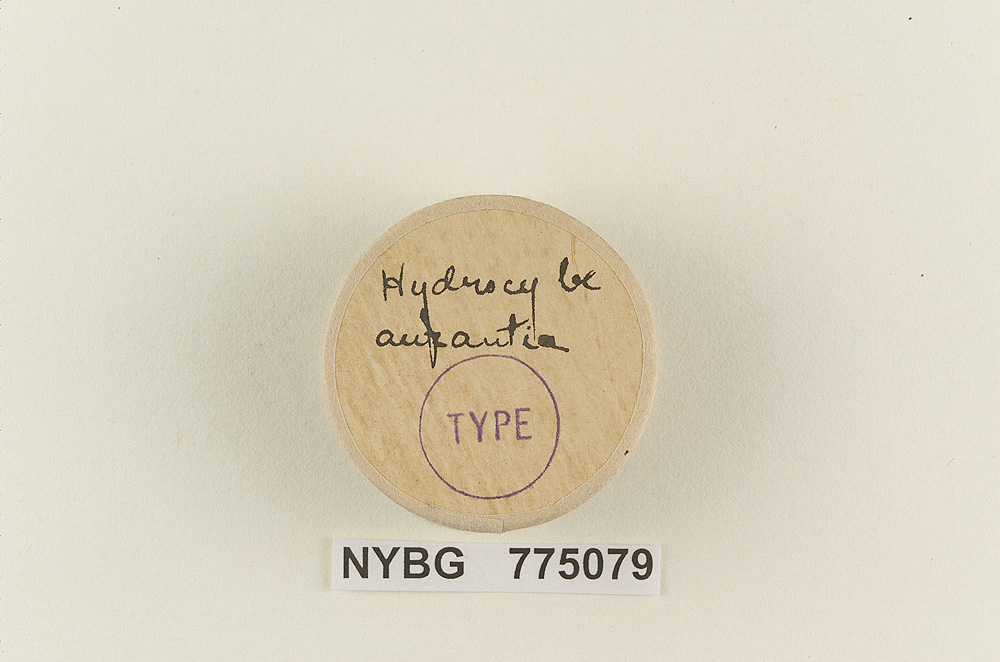 Hydrocybe aurantia image