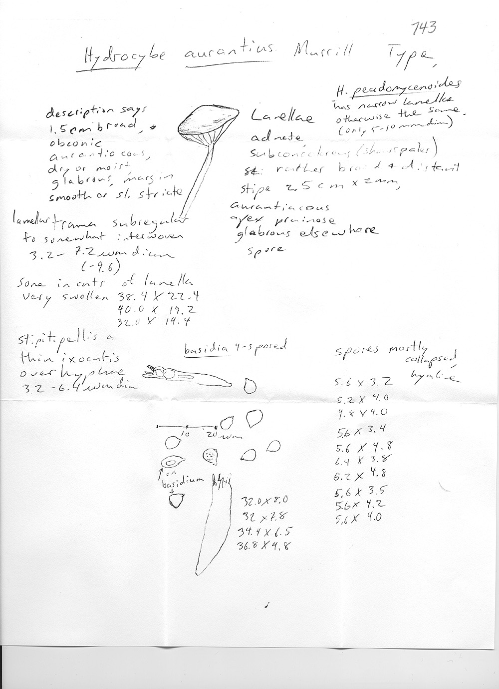 Hydrocybe aurantia image