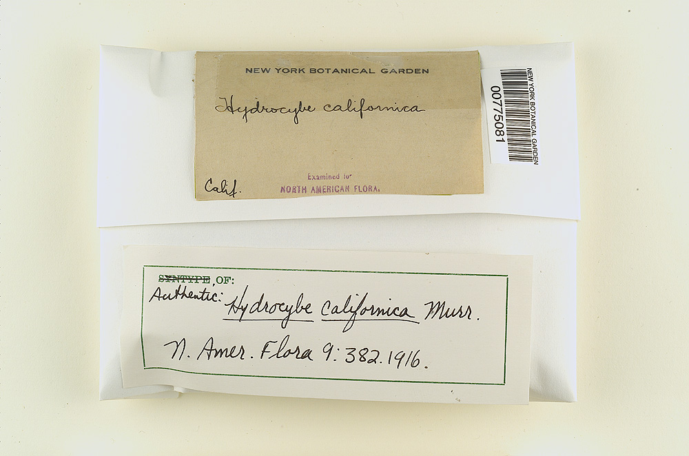 Hydrocybe californica image