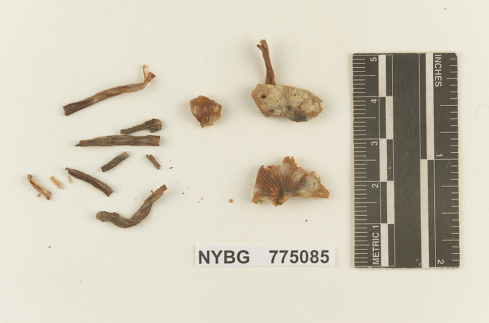 Hydrocybe earlei image
