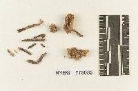 Hydrocybe earlei image