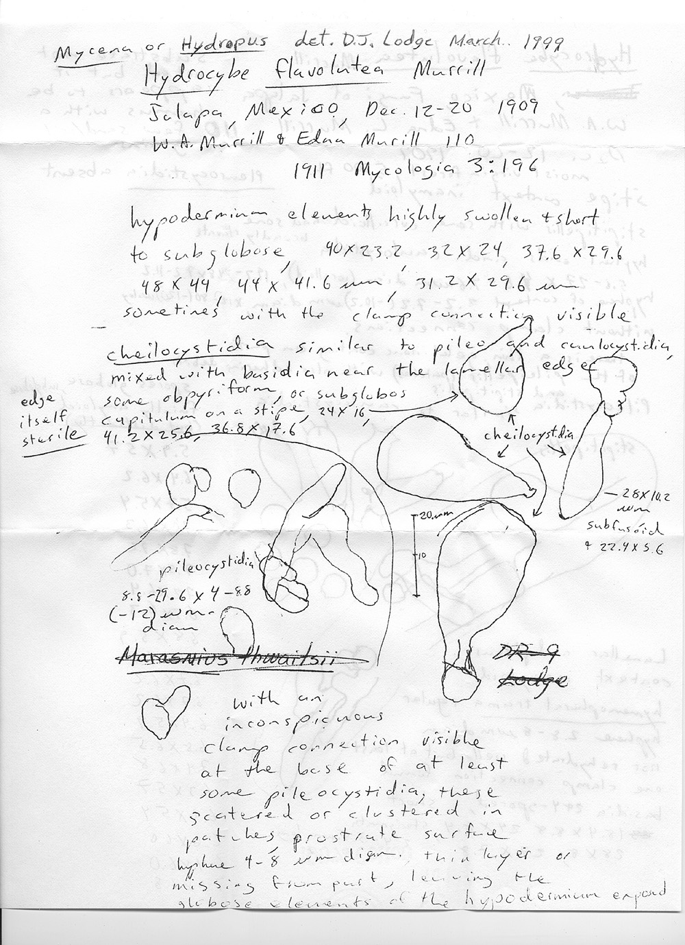 Hydrocybe flavolutea image
