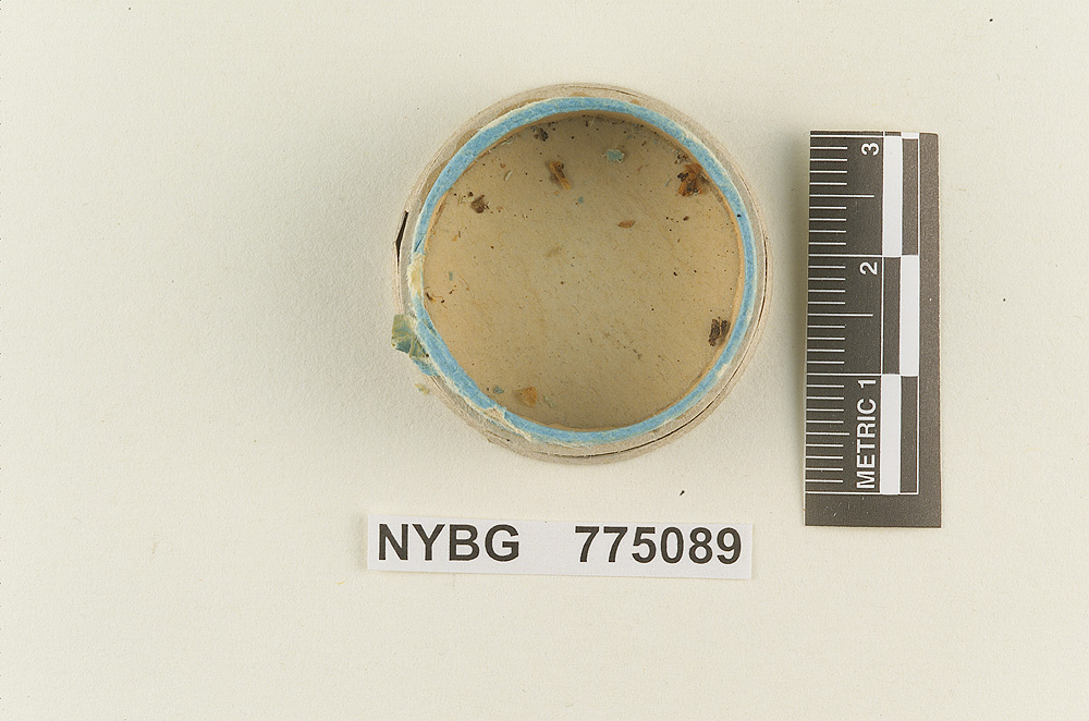 Hydrocybe hondurensis image