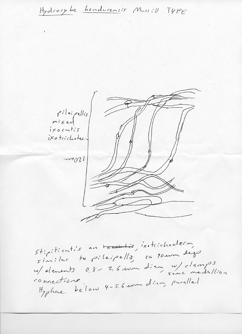 Hydrocybe hondurensis image
