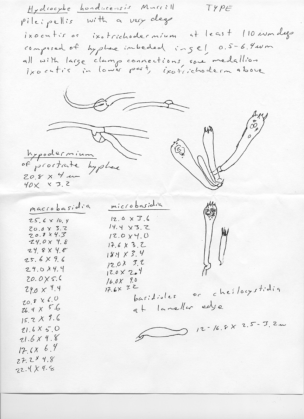 Hydrocybe hondurensis image