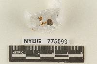 Hydrocybe subminiata image