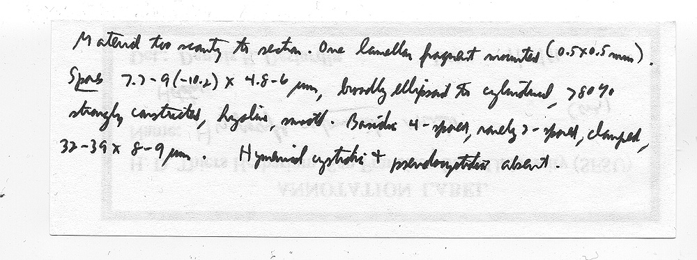 Hydrocybe subminiata image
