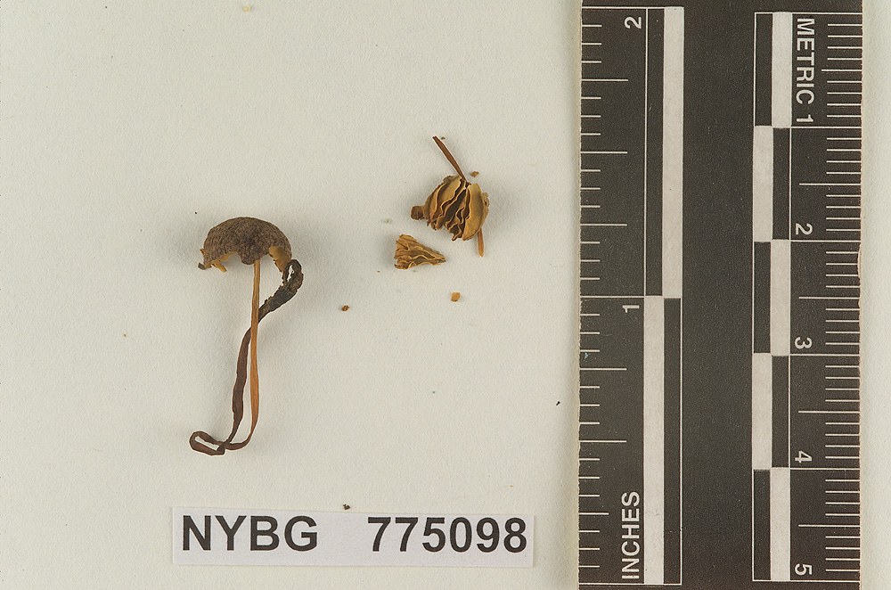 Prunulus alcaliniformis image
