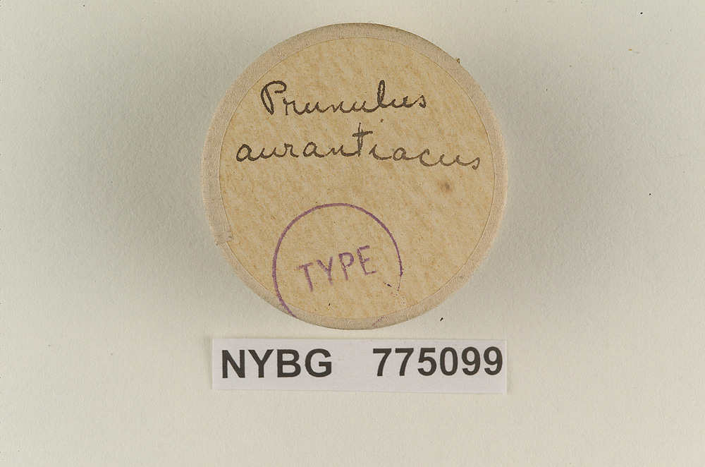 Prunulus aurantiacus image