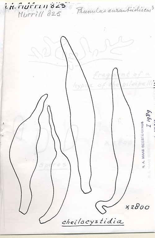Prunulus aurantiidiscus image
