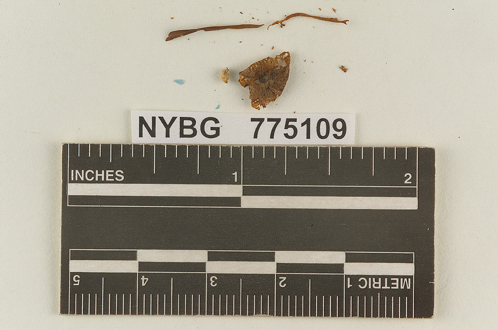 Prunulus atridiscus image