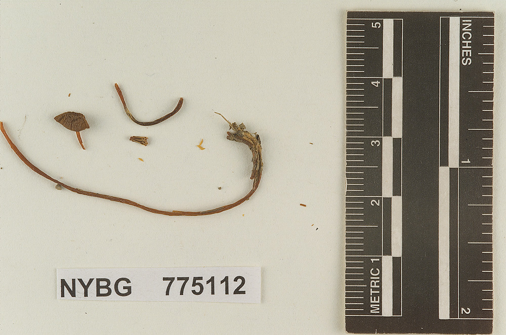Prunulus cervinialbus image